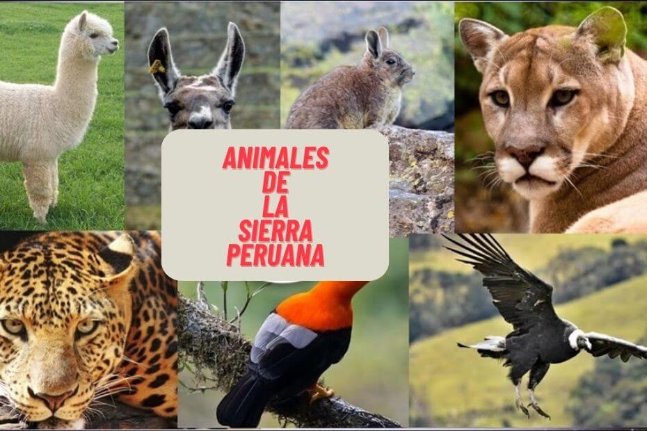 animales de la sierra peruana
