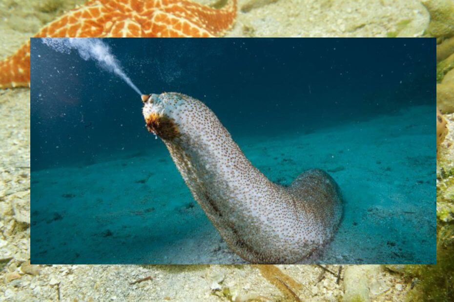 animales que respiran por la piel pepinos de mar
