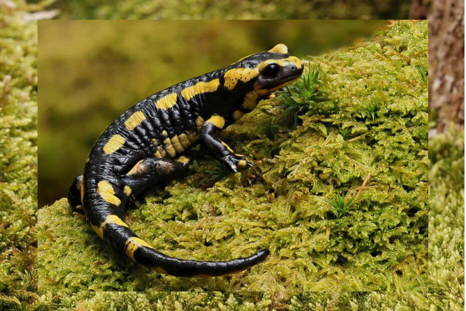 animales que respiran por la piel salamandra foto 2